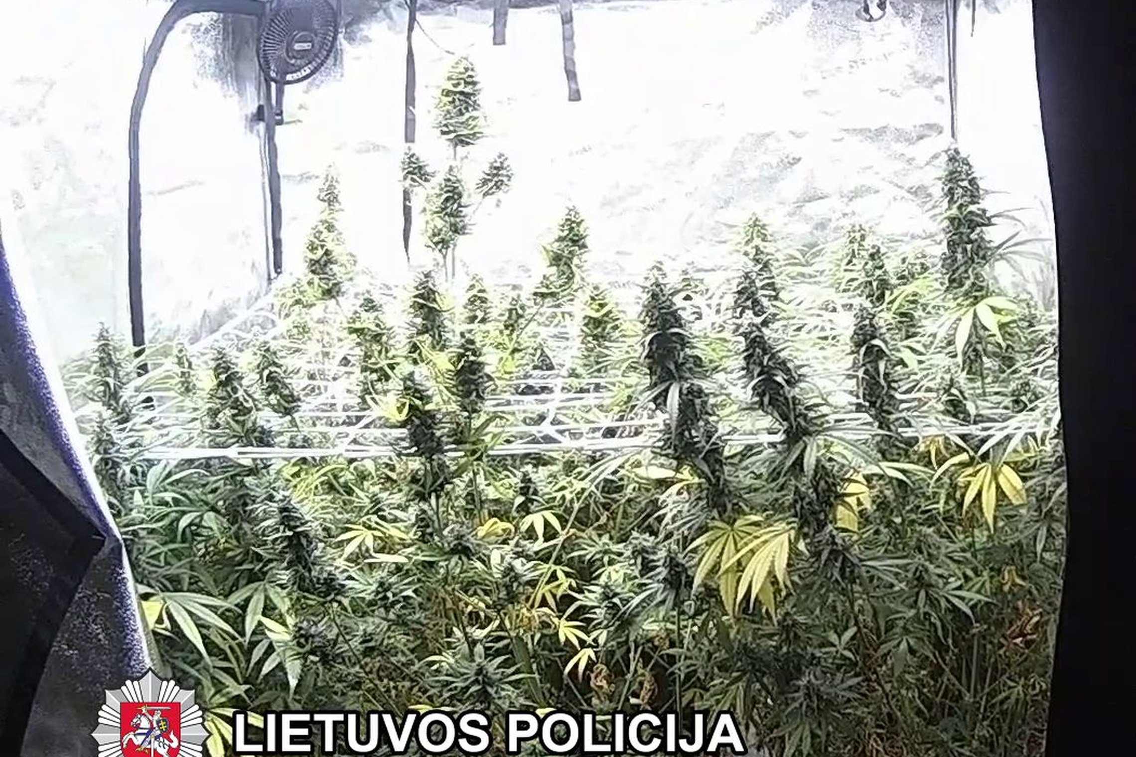 Iliustracija